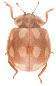 Attēlu rezultāti vaicājumam “Calvia decemguttata”