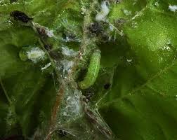 Attēlu rezultāti vaicājumam “Orthosia sp.”