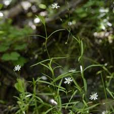Attēlu rezultāti vaicājumam “Stellaria longifolia flower”