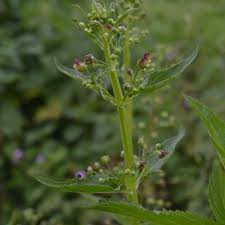 Attēlu rezultāti vaicājumam “Scrophularia umbrosa flower”