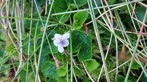 Attēlu rezultāti vaicājumam “Viola palustris”