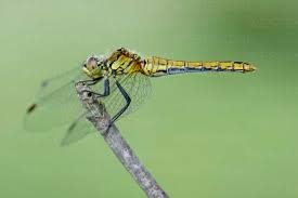 Attēlu rezultāti vaicājumam “Sympetrum sanguineum”