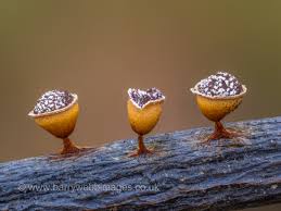 Attēlu rezultāti vaicājumam “Diachea subsessilis spores”