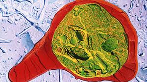 Attēlu rezultāti vaicājumam “Enteridium variabile plasmodium”