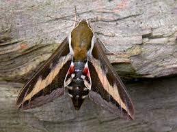 Attēlu rezultāti vaicājumam “Hyles gallii imago”