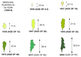 Attēlu rezultāti vaicājumam “Populus x petrowskyana”
