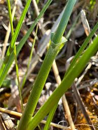 Attēlu rezultāti vaicājumam “Eriophorum latifolium leaf”