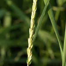 Attēlu rezultāti vaicājumam “Danthonia decumbens fruit”