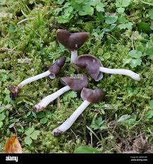 Attēlu rezultāti vaicājumam “Helvella elastica”