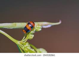 Attēlu rezultāti vaicājumam “Phyllobrotica quadrimaculata”