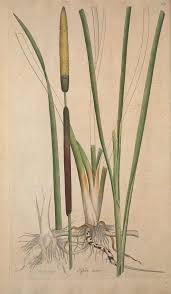 Attēlu rezultāti vaicājumam “Typha angustifolia”