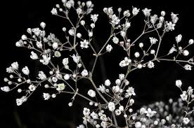 Attēlu rezultāti vaicājumam “Gypsophila paniculata”