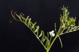 Attēlu rezultāti vaicājumam “Vicia hirsuta flower”