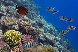 Resultado de imagen para cozumel dive