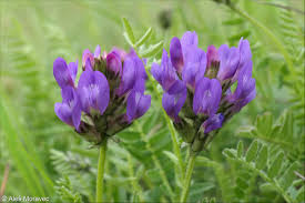 Attēlu rezultāti vaicājumam “Astragalus danicus leaf”