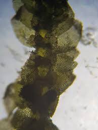 Attēlu rezultāti vaicājumam “Calypogeia fissa”