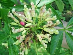 Attēlu rezultāti vaicājumam “Aesculus flava bud”