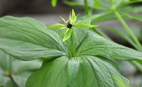 Attēlu rezultāti vaicājumam “Paris quadrifolia bud”