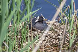 Attēlu rezultāti vaicājumam “Fulica atra nest”