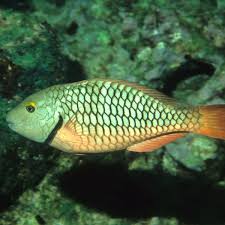 Image result for Sparisoma viride