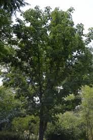 Attēlu rezultāti vaicājumam “Kalopanax septemlobus fruit”