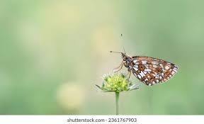 Attēlu rezultāti vaicājumam “Clossiana selene underside”