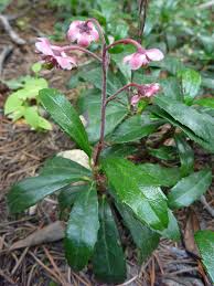 Attēlu rezultāti vaicājumam “Chimaphila umbellata”