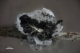 Attēlu rezultāti vaicājumam “Didymium tussilaginis macro”