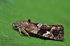 Attēlu rezultāti vaicājumam “Eudemis porphyrana”