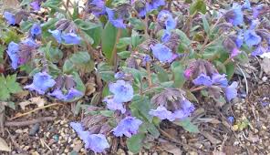 Attēlu rezultāti vaicājumam “Pulmonaria angustifolia fruit”