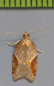 Attēlu rezultāti vaicājumam “Acleris laterana”