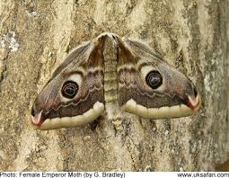 Attēlu rezultāti vaicājumam “Saturnia pavonia female”