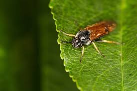 Attēlu rezultāti vaicājumam “Arge ustulata”