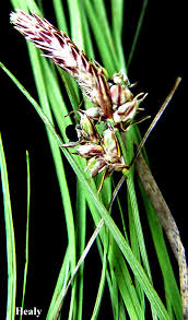 Attēlu rezultāti vaicājumam “Anthracoidea”