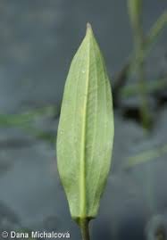 Attēlu rezultāti vaicājumam “Alisma lanceolatum leaf”