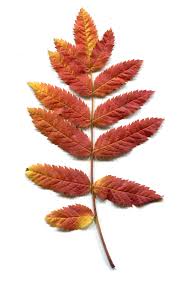 Attēlu rezultāti vaicājumam “Sorbus aucuparia leaf”