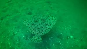 Image result for Scophthalmus maximus