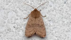 Attēlu rezultāti vaicājumam “Orthosia cerasi”