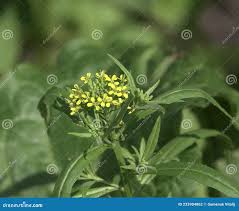Attēlu rezultāti vaicājumam “Erysimum cheiranthoides leaf”