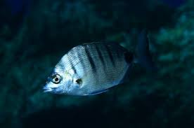 Image result for Diplodus puntazzo