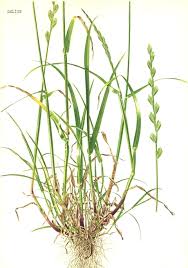 Attēlu rezultāti vaicājumam “Lolium perenne”