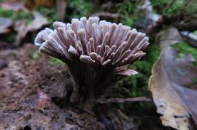 Attēlu rezultāti vaicājumam “Thelephora palmata”