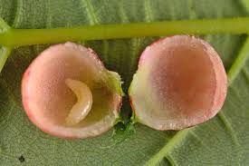 Attēlu rezultāti vaicājumam “Cynipidae”