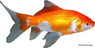 Attēlu rezultāti vaicājumam “Carassius auratus”