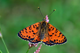 Attēlu rezultāti vaicājumam “Melitaea didyma male”