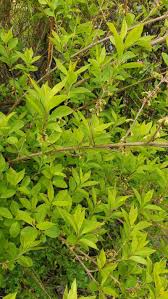 Attēlu rezultāti vaicājumam “Forsythia viridissima”