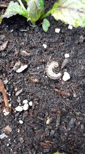 Attēlu rezultāti vaicājumam “Lamproderma columbinum young”