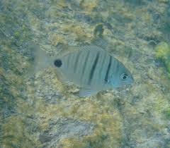 Image result for Diplodus cadenati