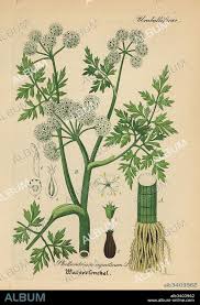 Attēlu rezultāti vaicājumam “Oenanthe aquatica”