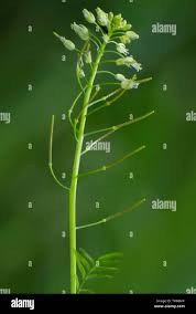 Attēlu rezultāti vaicājumam “Cardamine impatiens fruit”